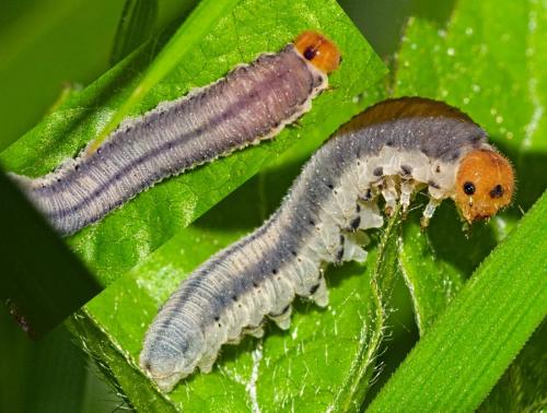 Réf. 341 853 : Tenthredininae inconnu